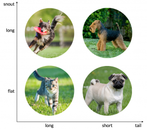 The categories used to classify cats and dogs: long and flat snouts as well as long and short tails.