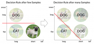 First the machine decides on basis of the snout's form alone, missclassifying a pug, , after more learning it takes into account the tail