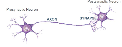 Two connected neurons