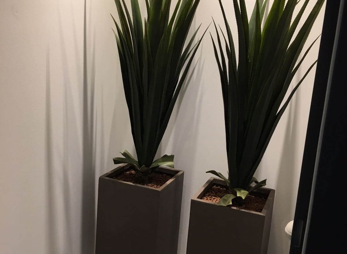 Pflanzen im Office Hamburg