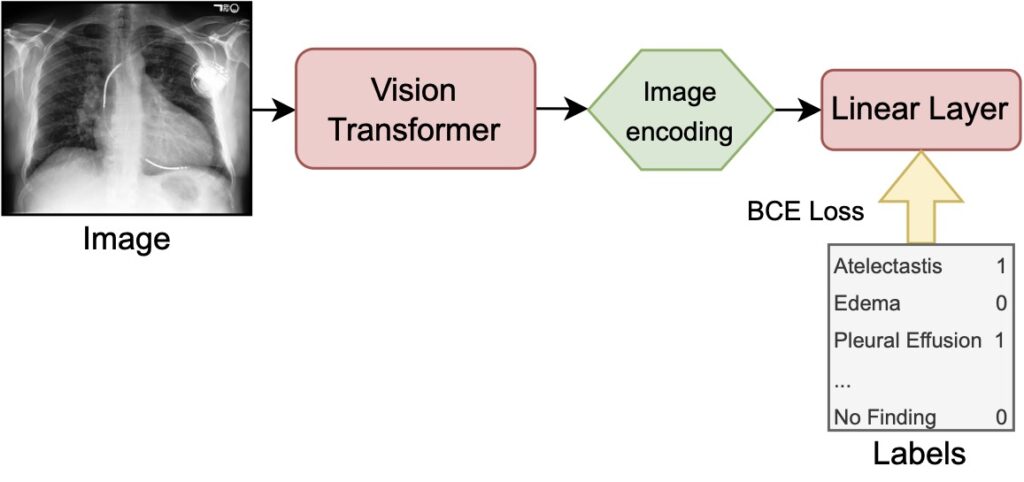 Supervised finetuning of the vision transformer on groundtruth labels